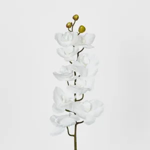 White Phalaenopsis Orchird by Florabelle Living, a Plants for sale on Style Sourcebook