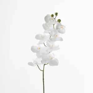 White Phalaenopsis Orchird Yellow Stamen by Florabelle Living, a Plants for sale on Style Sourcebook