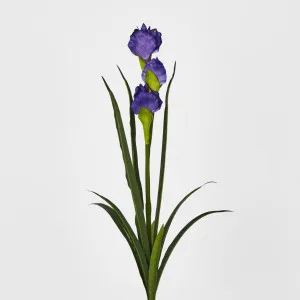 Purple Iris by Florabelle Living, a Plants for sale on Style Sourcebook