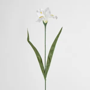 White Iris by Florabelle Living, a Plants for sale on Style Sourcebook