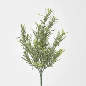 Wild Daisy Bush by Florabelle Living, a Plants for sale on Style Sourcebook