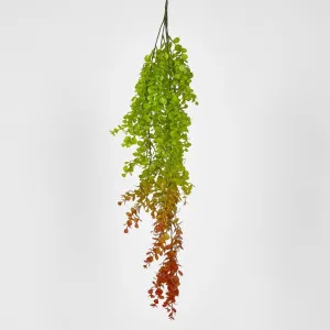 Hanging Eucalptus by Florabelle Living, a Plants for sale on Style Sourcebook