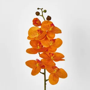 Orange Phalaenopsis Orchid 7 Flowers one Bud by Florabelle Living, a Plants for sale on Style Sourcebook