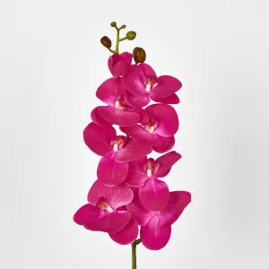 Hot Pink Phalaenopsis Orchid 7 Flowers one Bud by Florabelle Living, a Plants for sale on Style Sourcebook