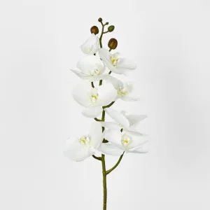 White Phalaenopsis Orchid 7 Flowers one Bud by Florabelle Living, a Plants for sale on Style Sourcebook
