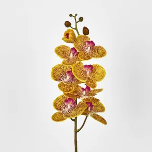 Yellow Phalaenopsis Orchid 7 Flowers one Bud by Florabelle Living, a Plants for sale on Style Sourcebook