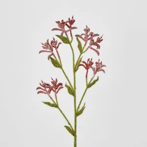 Red Peach Kangaroo Paw Spray by Florabelle Living, a Plants for sale on Style Sourcebook