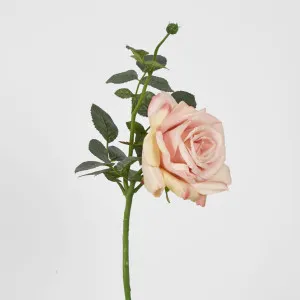 Queen Rose by Florabelle Living, a Plants for sale on Style Sourcebook