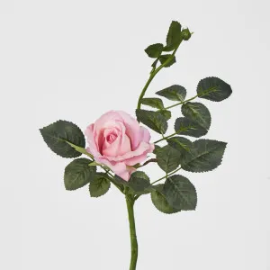 Short Stem Pink Alice Rose by Florabelle Living, a Plants for sale on Style Sourcebook