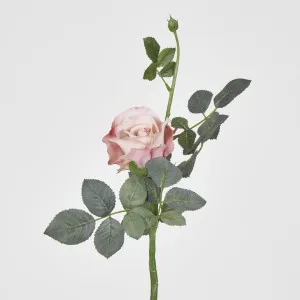 Alice Rose by Florabelle Living, a Plants for sale on Style Sourcebook