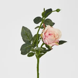 Alice Rose by Florabelle Living, a Plants for sale on Style Sourcebook