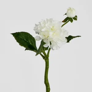 Dahlia by Florabelle Living, a Plants for sale on Style Sourcebook