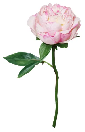 Peony by Florabelle Living, a Plants for sale on Style Sourcebook
