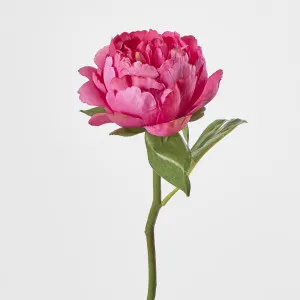 Peony Short Stem Raspberry by Florabelle Living, a Plants for sale on Style Sourcebook