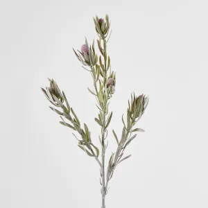 Protea Spray with Dark Green Leaves 77CM Burgundy by Florabelle Living, a Plants for sale on Style Sourcebook
