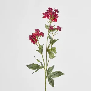 Burgundy Astrantia 14 Flowers (Masterwort) by Florabelle Living, a Plants for sale on Style Sourcebook