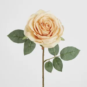 Butter Cream Rose 63cm by Florabelle Living, a Plants for sale on Style Sourcebook