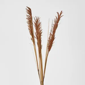 Brown Pampas Spray by Florabelle Living, a Plants for sale on Style Sourcebook