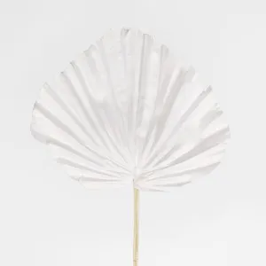 White Palm Leaf by Florabelle Living, a Plants for sale on Style Sourcebook