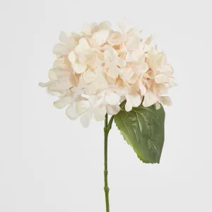 Blush Pink Hydrangea by Florabelle Living, a Plants for sale on Style Sourcebook