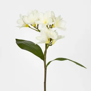 White Plumeria Spray by Florabelle Living, a Plants for sale on Style Sourcebook