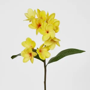 Yellow Plumeria Spray by Florabelle Living, a Plants for sale on Style Sourcebook