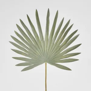 Green Sun Palm leaf by Florabelle Living, a Plants for sale on Style Sourcebook