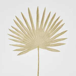 Beige Sun Palm leaf by Florabelle Living, a Plants for sale on Style Sourcebook