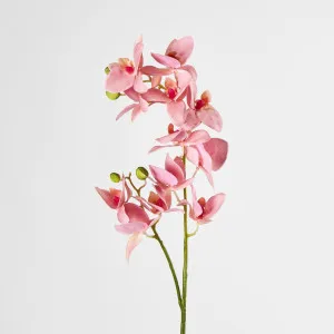 Orchid by Florabelle Living, a Plants for sale on Style Sourcebook