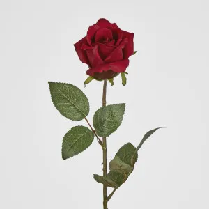 Long Stem Rose Red by Florabelle Living, a Plants for sale on Style Sourcebook