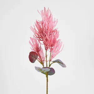 Hot Pink Magenta Smoke Bush by Florabelle Living, a Plants for sale on Style Sourcebook