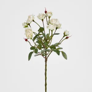 Vanilla Rose Spray x 10 by Florabelle Living, a Plants for sale on Style Sourcebook