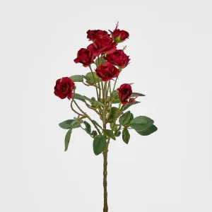Rose by Florabelle Living, a Plants for sale on Style Sourcebook