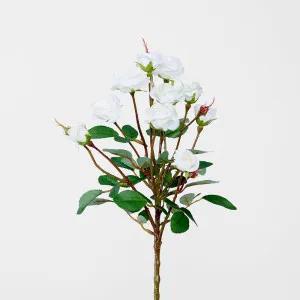 Rose by Florabelle Living, a Plants for sale on Style Sourcebook