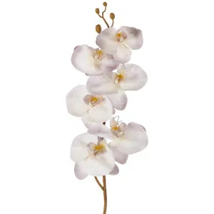 Orchid Stem 80cm Lavender by Florabelle Living, a Plants for sale on Style Sourcebook
