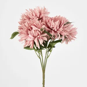 Dusty Pink Mum Bush x 5 46cm by Florabelle Living, a Plants for sale on Style Sourcebook