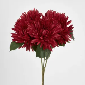 Burgundy Red Mum Bush x 5 46cm by Florabelle Living, a Plants for sale on Style Sourcebook