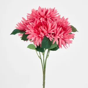 Light Pink Mum Bush x 5 46cm by Florabelle Living, a Plants for sale on Style Sourcebook