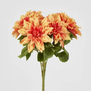 Orange Dahlia Bush x 5 by Florabelle Living, a Plants for sale on Style Sourcebook