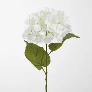 White Domed Hydrangea by Florabelle Living, a Plants for sale on Style Sourcebook