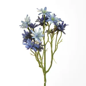 Blue Sea Aster by Florabelle Living, a Plants for sale on Style Sourcebook