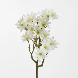White Sea Aster by Florabelle Living, a Plants for sale on Style Sourcebook
