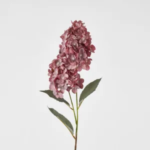 White Cone Hydrangea x 2 by Florabelle Living, a Plants for sale on Style Sourcebook