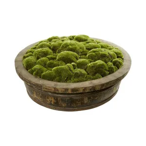 Moss in Shanxi Willow Basin by Florabelle Living, a Plants for sale on Style Sourcebook