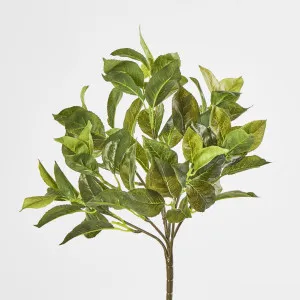 Camellia Leaf Bush x 7 68 Leaves by Florabelle Living, a Plants for sale on Style Sourcebook