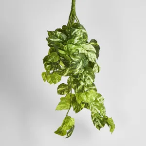 Marble Pothos Hanging Bush x 15 102 leaves by Florabelle Living, a Plants for sale on Style Sourcebook
