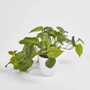 Hanging Philo Leaf bush in White Pot by Florabelle Living, a Plants for sale on Style Sourcebook