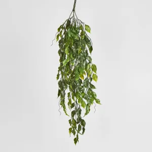 Green Ficus Hanging Vine by Florabelle Living, a Plants for sale on Style Sourcebook