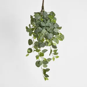 Long Fittonia Hanging Bush 83cm Green by Florabelle Living, a Plants for sale on Style Sourcebook