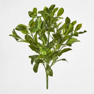 Fagraea Ceilanica Bush Green by Florabelle Living, a Plants for sale on Style Sourcebook